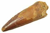 Fossil Spinosaurus Tooth - Real Dinosaur Tooth #298381-1